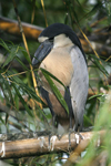 Boat-billed Heron    Cochlearius cochlearius